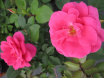 Strauchrose Rosa Renaissance Rose Lea® hellrot Duft+++ 50 cm