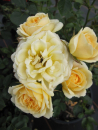 Patiorose (Zwergrose) Rosa Lucky® gelb Duft+ 25cm