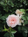 Patiorose (Zwergrose) Rosa Pink Hit® rosa Duft++ 25cm