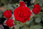 Patiorose (Zwergrose) Rosa Scarlet Hit® feuerrot Duft- 25cm