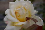 Edelrose Rosa Caroline Victoria® cremefarbend Duft++ 40cm