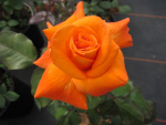 Edelrose Rosa Flora Danica® - Teehybride - bronze-gelb hellorange Duft++