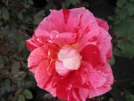 Edelrose Rosa Rachel Louise Moran® Teehybride weiß-rosa gestreift Duft++++ 40cm