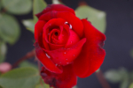 Edelrose Rosa Ruby Wedding® Teehybride & Moderne Rose rubinrot Duft+ 40cm