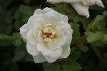 Bodendeckerrose Kent syn. White Cover® Sparkling White - Poulsen Rose