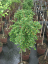 Cotoneaster congestus - Zwergmispel - Zwergcotoneaster auf ca. 60 cm Stamm veredelt - immergrün -