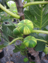 Melonenfeige Panache - Fruchtfeige - Ficus carica Panache - Hochstamm 90