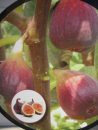 Ficus carica Madeleine de Saisons 1