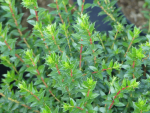 Pernettya mucronata  - Torfmyrte - 20-30 männliche Pflanze