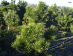 Pinus contorta - Küstenkiefer -  Drehkiefer